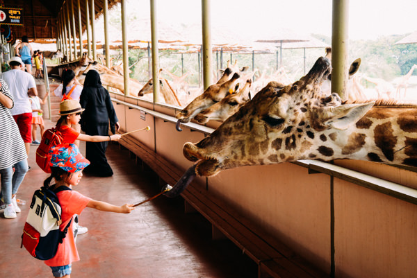 三月親子遊-泰國.Safari Park